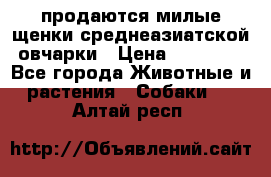 продаются милые щенки среднеазиатской овчарки › Цена ­ 30 000 - Все города Животные и растения » Собаки   . Алтай респ.